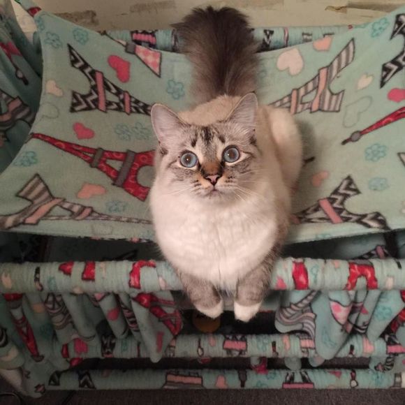 Meet your Posher, Julianne - Picture 1 of 1